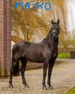 Entire Friesian Arabian For sale 2022 Black
