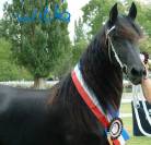 Arabofrison Champion Modele & Allure classe C/D  AFCAF 