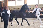 Arabofrison Champion Modele & Allure classe C/D  AFCAF 