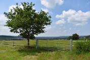 Pension pré pour poneys et chevaux