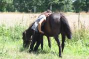 SEJOUR EQUITATION EN NORMANDIE