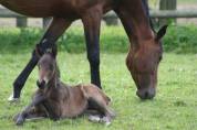 SEJOUR EQUITATION EN NORMANDIE