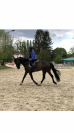 Jument de dressage et de CCE 8 ans