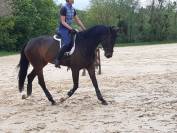 Jument de dressage et de CCE 8 ans