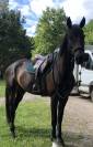 Jument de dressage et de CCE 8 ans