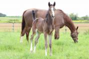 Foal femelle Selle Français