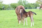 Foal femelle Selle Français