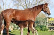 Foal femelle Selle Français