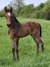 Foal Femelle Selle Français