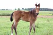 Foal Femelle Selle Français