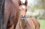 Foal Femelle Selle Français