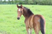 Foal Femelle Selle Français