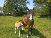 Pension pour chevaux proche Quimper