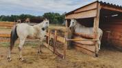 Pension chevaux poneys