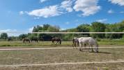 Pension chevaux poneys