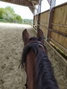 Cheval Pure Race Espagnol 4 ans