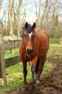 Cheval Pure Race Espagnol 4 ans