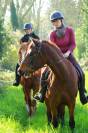 Cheval Pure Race Espagnol 4 ans