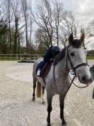 Jon Snow des Ninounes cheval de 5 ans à vendre CSO