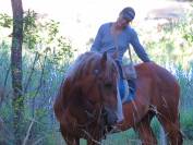 La méthode équine Impériale vous présente les chevaux..