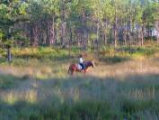 La méthode équine Impériale vous présente les chevaux..