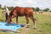 La méthode équine Impériale vous présente les chevaux..