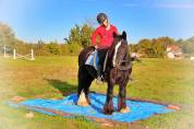 La méthode équine Impériale vous présente les chevaux..