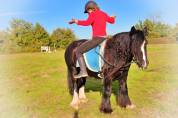 La méthode équine Impériale vous présente les chevaux..