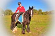 La méthode équine Impériale vous présente les chevaux..