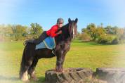 La méthode équine Impériale vous présente les chevaux..