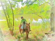 La méthode équine Impériale vous présente les chevaux..