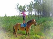 Gelding Ardennes For sale 2021 Light chestnut