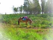 Gelding Ardennes For sale 2021 Light chestnut