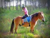 Gelding Ardennes For sale 2021 Light chestnut