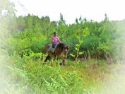 Gelding Ardennes For sale 2021 Light chestnut