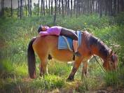 Gelding Ardennes For sale 2021 Light chestnut