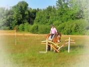 Gelding Ardennes For sale 2021 Light chestnut
