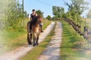 Gelding Ardennes For sale 2021 Light chestnut