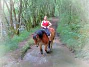 Gelding Ardennes For sale 2021 Light chestnut