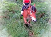 Gelding Ardennes For sale 2021 Light chestnut