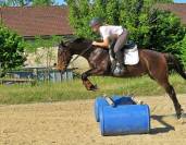 La méthode équine Impériale vous présente les chevaux..