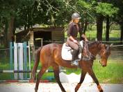La méthode équine Impériale vous présente les chevaux..