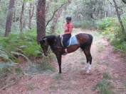 La méthode équine Impériale vous présente les chevaux..