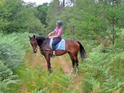 Gelding Ardennes For sale 2021 Light chestnut