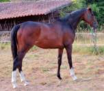 Gelding Ardennes For sale 2021 Light chestnut