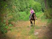 Gelding Ardennes For sale 2021 Light chestnut