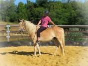 Gelding Ardennes For sale 2021 Light chestnut