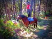 Gelding Ardennes For sale 2021 Light chestnut