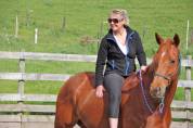 Gelding Ardennes For sale 2021 Light chestnut