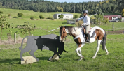 Gelding Ardennes For sale 2021 Light chestnut